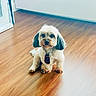 dog, small_dog, tie, pet, indoor, wooden_floor, flooring, fur, cute, animal, sitting, groomed, calm, companion, domestic_animal, portrait, looking_at_camera, home, floor, adorable