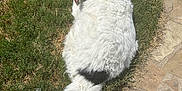 Mimi is registered to the contest to win money with this photo: dog, white_dog, fluffy, grass, outdoor, sunny, pet, canine, tail, fur, relaxed, stone_path, back_view, animal, nature, daylight, paw, collar, mammal, looking_back