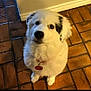 Mimi is registered to the contest to win money with this photo: dog, white_dog, black_patches, fluffy, collar, pet, indoor, tile_floor, looking_up, animal, cute, domestic_animal, fur, friendly, companion, canine, adorable, small_dog, house_pet, waiting