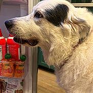 Mimi is registered to the contest to win money with this photo: dog, white_dog, black_patch, pet, indoor, refrigerator, kitchen, food, curious, side_profile, fur, canine, domestic_animal, open_fridge, flooring, cabinet, collar, snack, household, animal