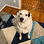 Mimi is registered to the contest to win money with this photo: dog, white_dog, pet, indoor, floor, rug, geometric_pattern, wood_floor, tile_floor, looking_up, sitting, fluffy, cute, animal, companion, domestic_animal, ears, tail, nose, eyes