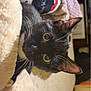 black_cat, cat, pet, whiskers, yellow_eyes, blanket, fluffy, cozy, indoor, bed, furniture, hello_kitty, soft_texture, curious, animal, domestic_cat, closeup, looking, cute, resting