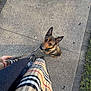 dog, leash, person, walking, sidewalk, plaid_coat, boots, outdoor, pavement, grass, pet, canine, brown_dog, looking_up, casual_clothing, daylight, human_hand, walking_path, urban, nature