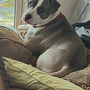Toby is registered to the contest to win money with this photo: dog, indoor, couch, pillow, window, plant, pet, canine, fur, collar, resting, relaxed, comfort, animal, domestic, looking, side_view, home, living_room, seated