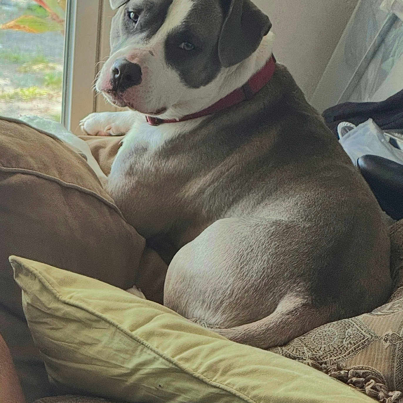 Toby