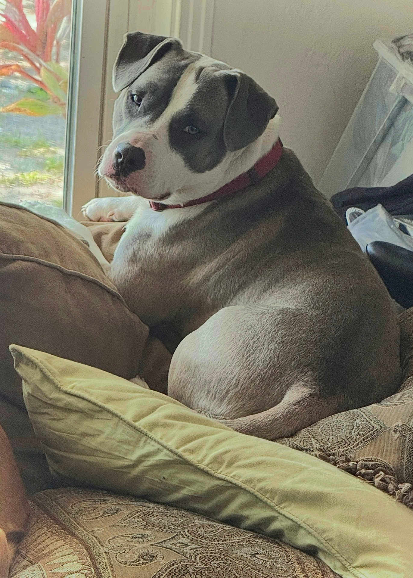 Toby