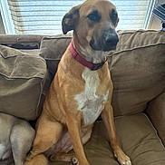 Nayla is registered to the contest to win money with this photo: dog, brown_couch, red_collar, window, indoor, pet, sitting, furniture, canine, domestic_animal, relaxed, light, shadow, tail, legs, fur, companion, household, animal, resting