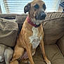 dog, brown_couch, red_collar, window, indoor, pet, sitting, furniture, canine, domestic_animal, relaxed, light, shadow, tail, legs, fur, companion, household, animal, resting
