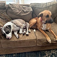 Nayla is registered to the contest to win money with this photo: blanket, brown, canine, carpet, companion, couch, dog, domestic_animals, fur, furniture, indoor, living_room, motion_blur, pets, pillows, relaxing, resting, sleeping, two_dogs, window