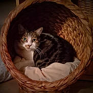 Minette participe au concours pour gagner de l'argent avec cette photo : cat, tabby, basket, woven, cozy, pet, indoor, feline, animal, cute, fur, whiskers, blanket, resting, looking, curious, domestic, soft, home, comfort