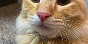 Odin is registered to the contest to win money with this photo: animal, carpet, cat, close_up, collar, curious_eyes, cute, domestic_cat, feline, fluffy, fur, indoor, mammal, orange_tabby, pet, pink_nose, portrait, tag, whiskers