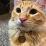 animal, carpet, cat, close_up, collar, curious_eyes, cute, domestic_cat, feline, fluffy, fur, indoor, mammal, orange_tabby, pet, pink_nose, portrait, tag, whiskers