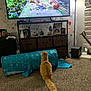 Odin is registered to the contest to win money with this photo: animal, blue_tunnel, carpet, cat, chipmunk, chipmunks, cozy, decor, fluffy_cat, furniture, home, indoor, lamp, living_room, orange_cat, pet, seed, tv_screen, watching, wooden_cabinet