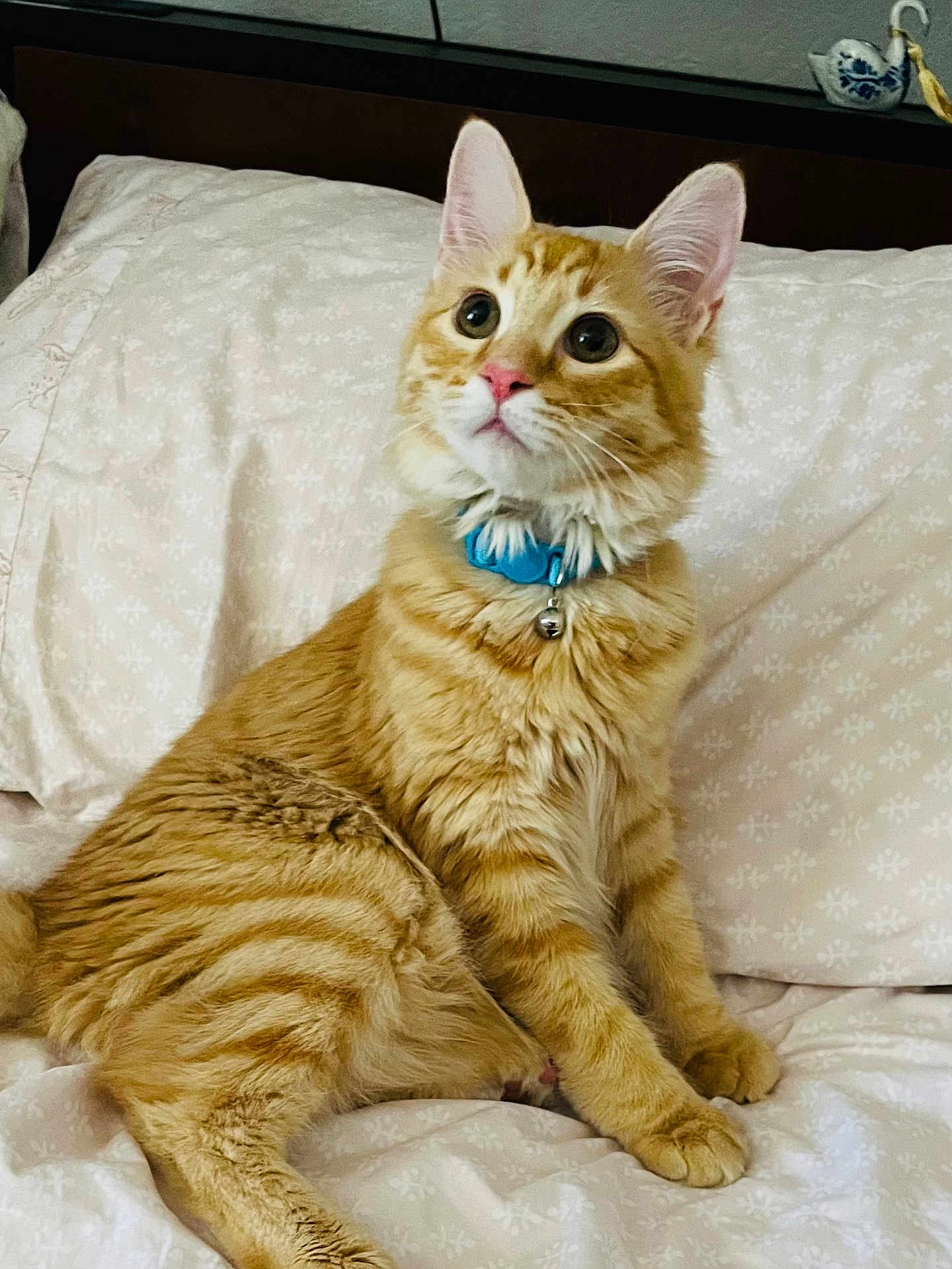 Odin is registered to the contest to win money with this photo: alert, animal, bed, bell, cat, collar, cute, domestic, ears, feline, fur, indoor, mammal, orange_tabby, pet, pillow, sitting, soft, whiskers, young_cat