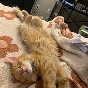 Odin is registered to the contest to win money with this photo: bed, blanket, cat, collar, cozy, cute, feline, fluffy, fur, home, indoor, orange_tabby, paws, pet, pink_nose, relaxed, resting, sleeping, stretching, whiskers