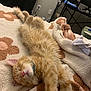 bed, blanket, cat, collar, cozy, cute, feline, fluffy, fur, home, indoor, orange_tabby, paws, pet, pink_nose, relaxed, resting, sleeping, stretching, whiskers