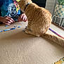 Odin is registered to the contest to win money with this photo: beard, casual, cat, collar, einstein, fireplace, furniture, hands, home, indoor, orange_cat, person, plant, plant_pot, puzzle, puzzle_pieces, relaxed, seated, table, tshirt