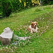 Telma participe au concours pour gagner de l'argent avec cette photo : animal, backyard, blurred, brown_and_white, companion, dog, flowers, fluffy, garden, grass, greenery, nature, outdoor, pet, portrait, rocks, shrubs, sitting, small_dog, yard