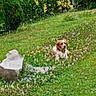 animal, backyard, blurred, brown_and_white, companion, dog, flowers, fluffy, garden, grass, greenery, nature, outdoor, pet, portrait, rocks, shrubs, sitting, small_dog, yard