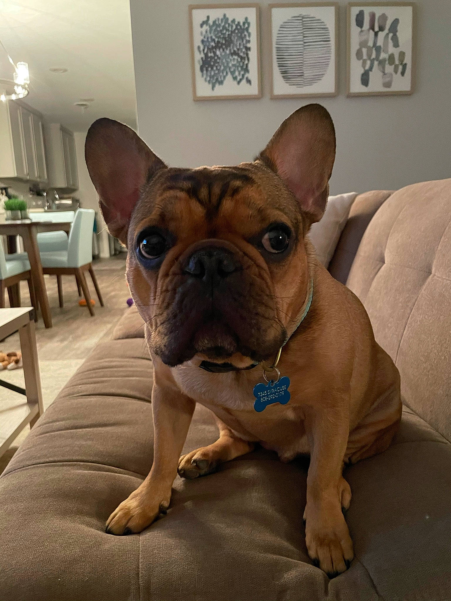 Behr is registered to the contest to win money with this photo: bulldog, canidae, carnivore, chair, comfort, companion_dog, dog, dog_breed, ear, fawn, houseplant, picture_frame, plant, snout, sporting_group, terrestrial_animal, toy_dog, whiskers, working_animal, wrinkle