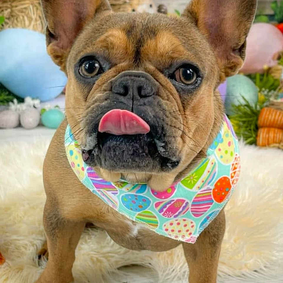 Bailey joined the competition — help win amazing prizes! animal, bodypart, boxer, bulldog, canine, dog, frenchbulldog, mouth, person, pet, pitbull, pug, puppy, snout, tongue