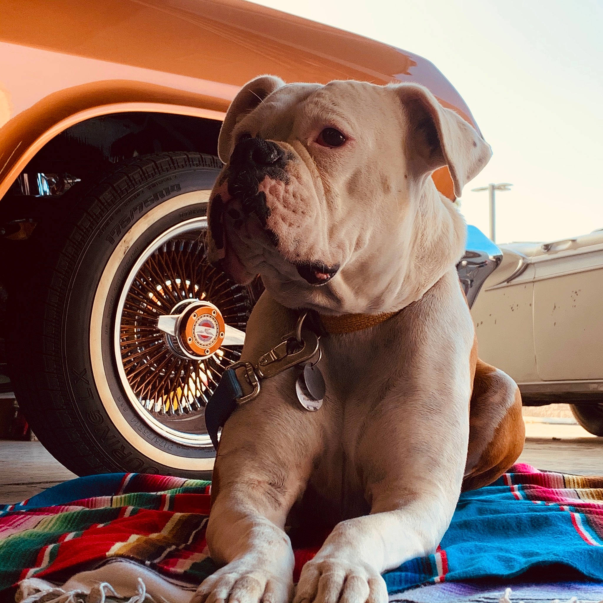 Bowie joined the competition — help win amazing prizes! american_bulldog, australian_bulldog, british_bulldogs, bulldog, canidae, carnivore, companion_dog, dog, dog_breed, fawn, mammal, non_sporting_group, old_english_bulldog, olde_english_bulldogge, renascence_bulldogge, skin, snout, toy_bulldog, white_english_bulldog, wrinkle