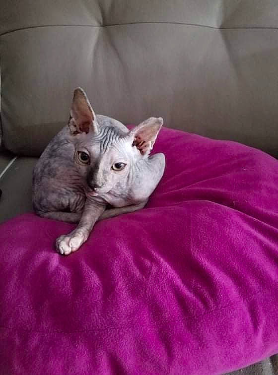 Isis participe au concours pour gagner de l'argent avec cette photo : canidae, carnivore, cat, comfort, companion_dog, couch, dog_breed, domestic_short_haired_cat, ear, fawn, felidae, fur, grey, magenta, paw, pink, small_to_medium_sized_cats, tail, terrestrial_animal, whiskers