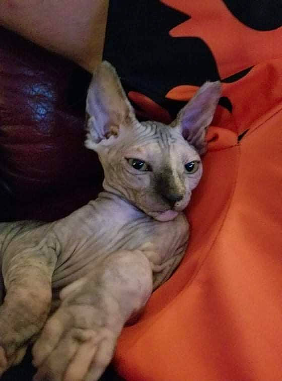 Isis participe au concours pour gagner de l'argent avec cette photo : carnivore, cat, donskoy, ear, electric_blue, fawn, felidae, fur, peterbald, rex_cat, small_to_medium_sized_cats, snout, sphynx, terrestrial_animal, throat, whiskers