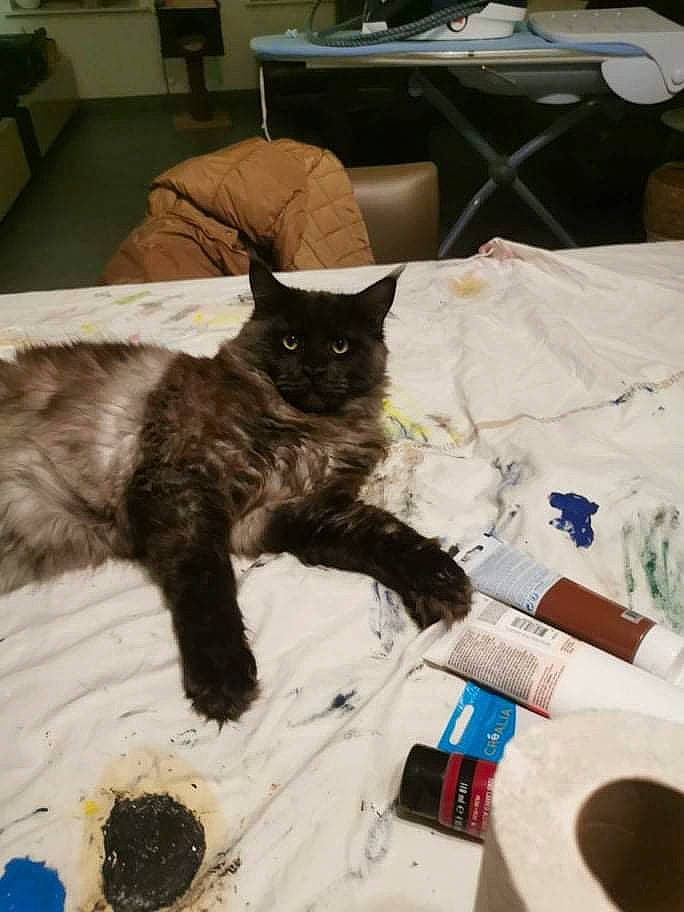 Itachi a rejoint le concours — aidez-le/la à gagner de superbes lots ! black_cat, bombay, box, carnivore, cat, chair, claw, comfort, couch, domestic_short_haired_cat, drawer, felidae, flooring, fur, hardwood, paw, room, small_to_medium_sized_cats, tail, whiskers