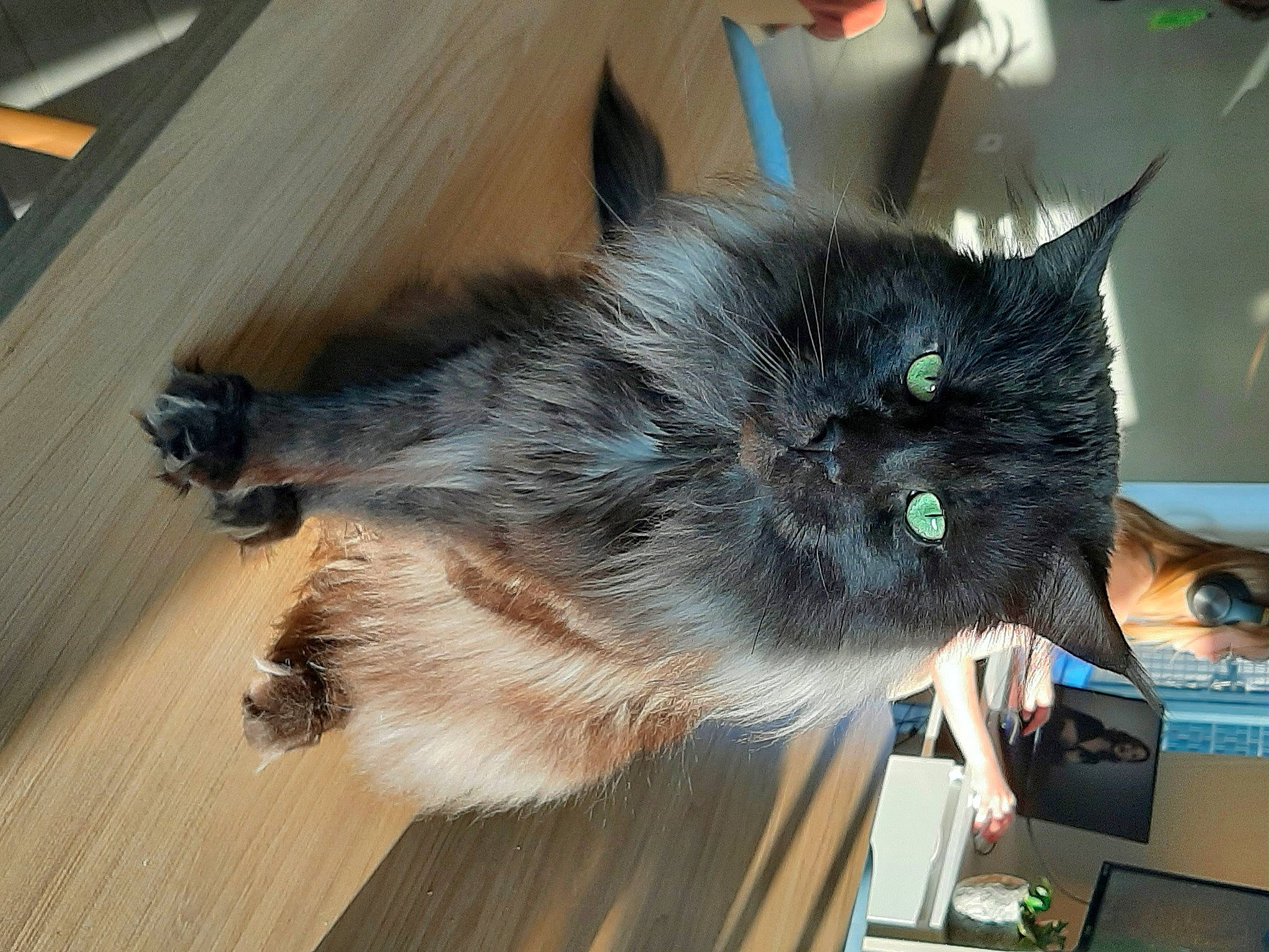 Itachi participe au concours pour gagner de l'argent avec cette photo : box, british_longhair, carnivore, cat, claw, dog_breed, domestic_short_haired_cat, fawn, felidae, flooring, fur, hardwood, paw, plank, small_to_medium_sized_cats, tail, varnish, whiskers, wood, wood_stain