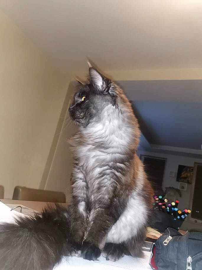 Itachi participe au concours pour gagner de l'argent avec cette photo : box, carnivore, cat, comfort, domestic_short_haired_cat, door, felidae, flooring, fur, hardwood, paw, small_to_medium_sized_cats, snout, tail, whiskers, window, wood