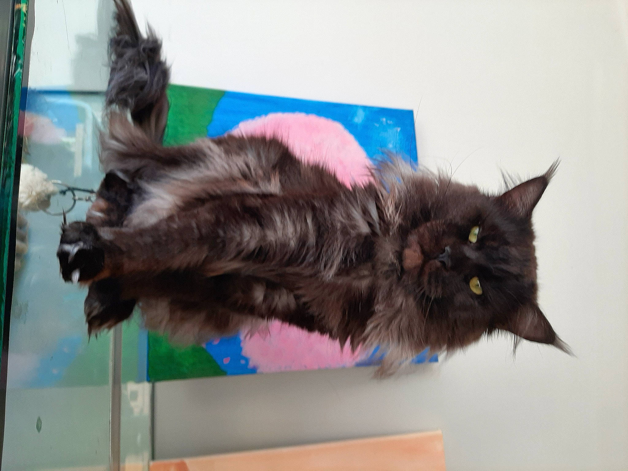 Itachi participe au concours pour gagner de l'argent avec cette photo : black_cat, british_longhair, canidae, carnivore, cat, claw, collar, dog_breed, domestic_short_haired_cat, felidae, fur, liver, paw, small_to_medium_sized_cats, tail, whiskers, wing