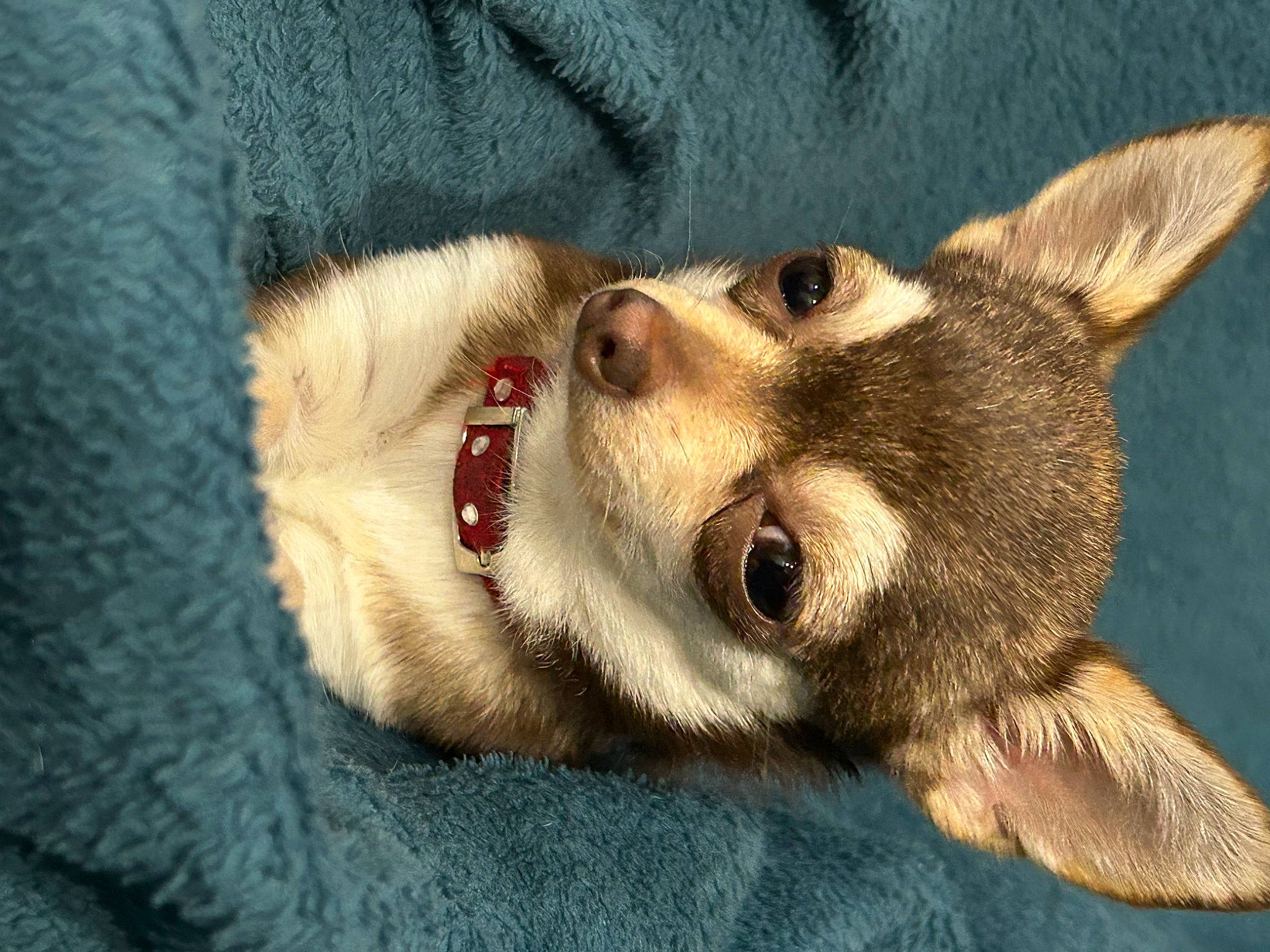 Ulka participe au concours pour gagner de l'argent avec cette photo : art, canidae, canis, carnivore, close_up, companion_dog, dog, dog_breed, fawn, fur, jaw, siberian_husky, sled_dog, small_to_medium_sized_cats, snout, sporting_group, terrestrial_animal, whiskers, wildlife, wolf