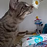 cat, tabby_cat, daisies, flowers, table, baby_wipes, magazine, toys, indoor, portrait, painting, floor, curious, furniture, household_items, striped, pet, close_up, decor, room