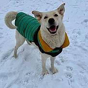 Smiler is registered to the contest to win money with this photo: animal, background, canine, cold_weather, dog, ears, footprints, forest, fur, happy, jacket, nature, outdoor, path, pet, smiling, snow, standing, tail, winter_clothing