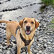 Frida joined the competition — help win amazing prizes! animal, canine, daylight, dog, forest, golden_labrador, greenery, happy, harness, landscape, leash, nature, outdoor, pet, playful, river, rocks, shallow_water, smiling, water