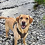 animal, canine, daylight, dog, forest, golden_labrador, greenery, happy, harness, landscape, leash, nature, outdoor, pet, playful, river, rocks, shallow_water, smiling, water