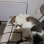 Garfield participe au concours pour gagner de l'argent avec cette photo : cat, tabby, white_fur, relaxed, lying_down, indoor, blanket, checkered, pet, feline, cozy, resting, paws, cute, domestic_animal, fur, whiskers, animal, sleepy, comfort