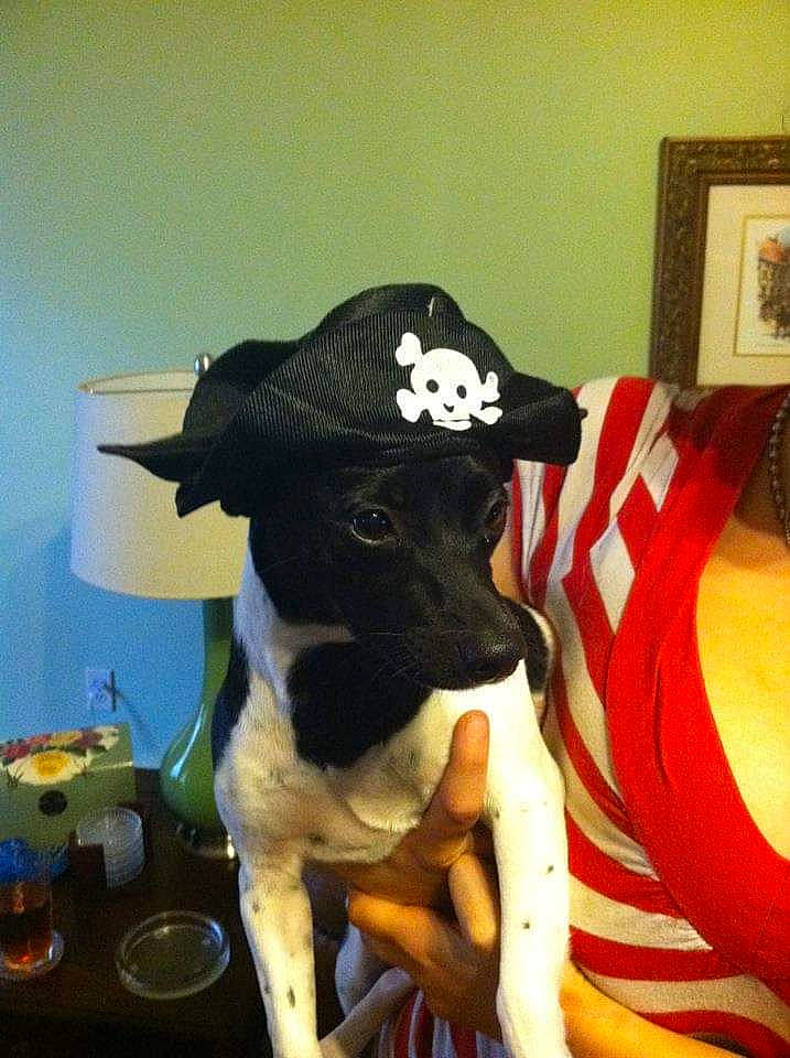 Fiona is registered to the contest to win money with this photo: bovine, calf, canidae, carnivore, cow_goat_family, dairy_cow, dog, dog_breed, hat, non_sporting_group, snout