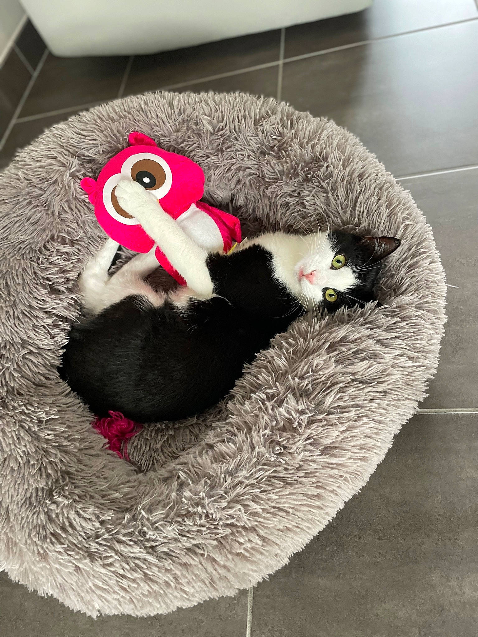 Kiri a rejoint le concours — aidez-le/la à gagner de superbes lots ! canidae, carnivore, cat_bed, cat_supply, claw, comfort, companion_dog, dog_breed, dog_supply, felidae, fur, grey, linens, paw, pet_supply, small_to_medium_sized_cats, snout, tail, terrestrial_animal, whiskers