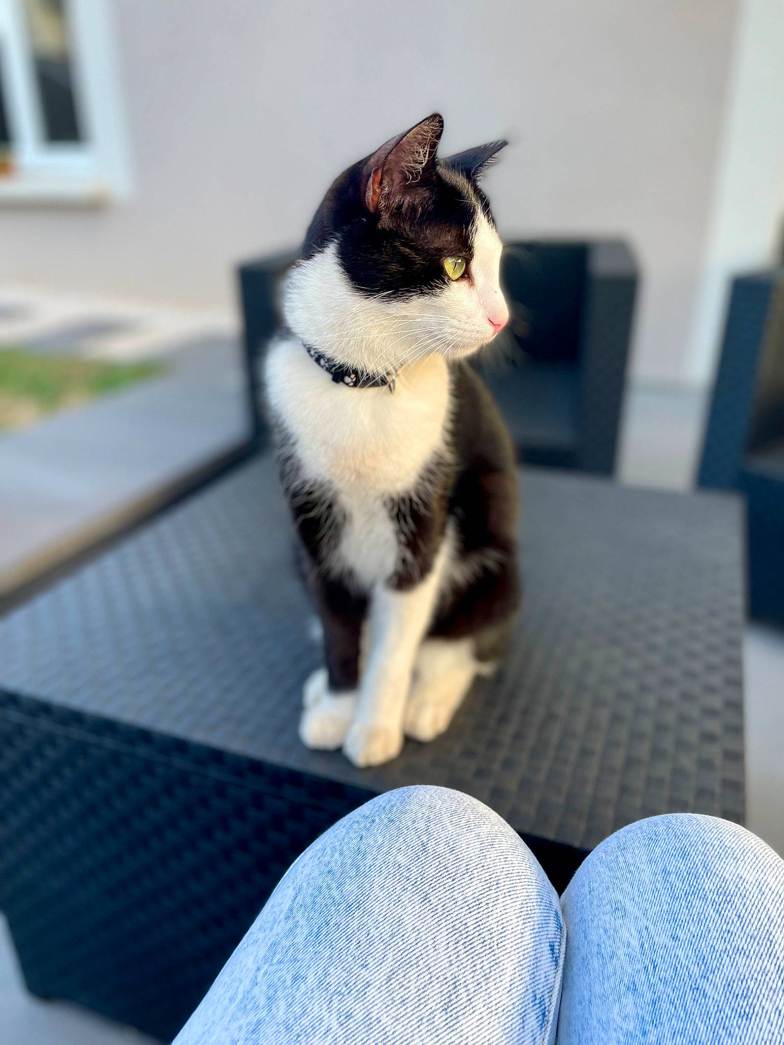 Kiri participe au concours pour gagner de l'argent avec cette photo : carnivore, cat, comfort, domestic_short_haired_cat, electric_blue, eye, felidae, flooring, fur, human_leg, paw, sitting, small_to_medium_sized_cats, snout, tail, textile, thigh, whiskers, window, wood