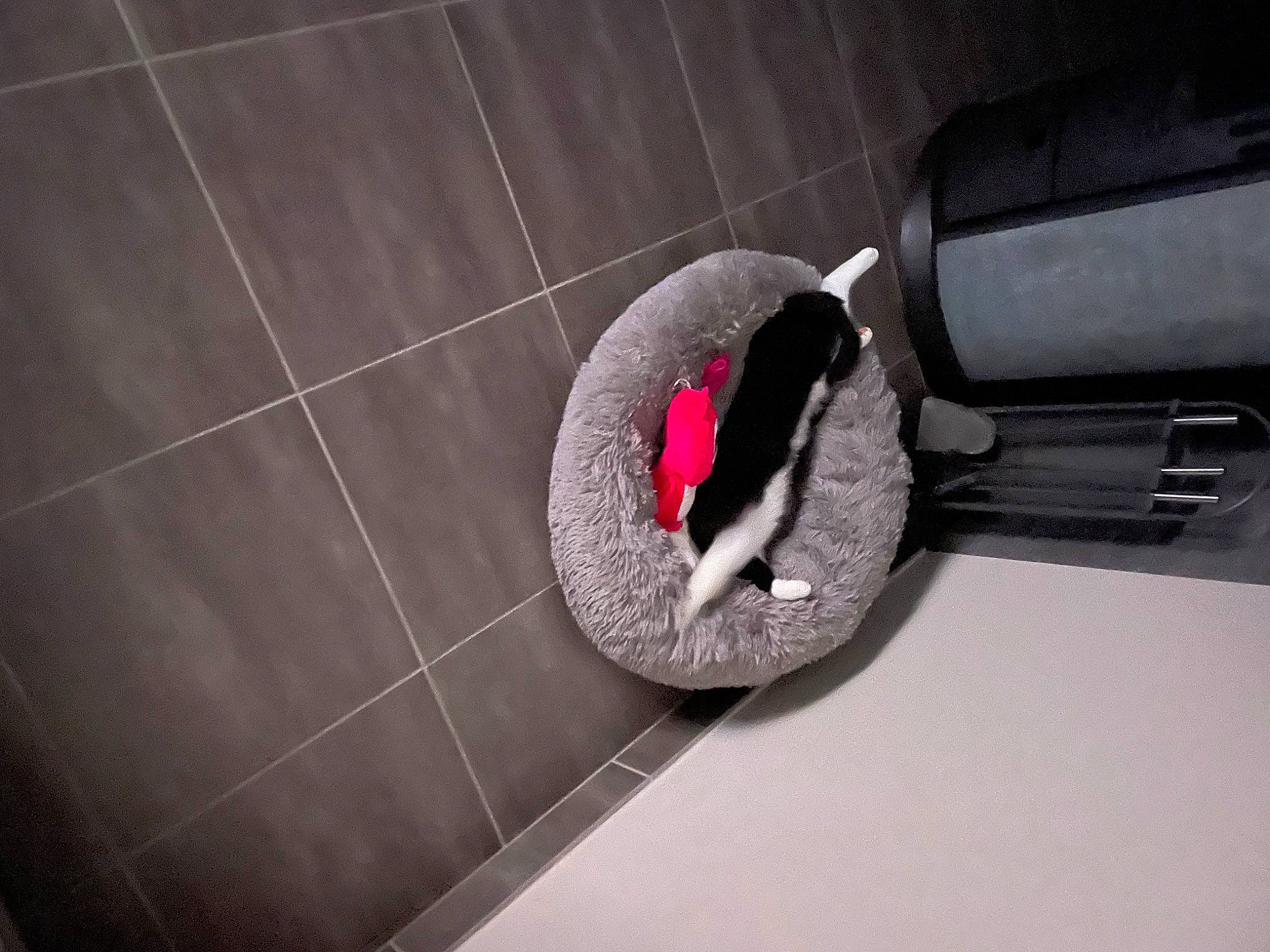 Kiri participe au concours pour gagner de l'argent avec cette photo : auto_part, automotive_design, automotive_exterior, automotive_lighting, automotive_window_part, bumper, carmine, ceiling, door, door_handle, flooring, hood, magenta, personal_luxury_car, room, shadow, tints_and_shades, trunk, vehicle_door, wood