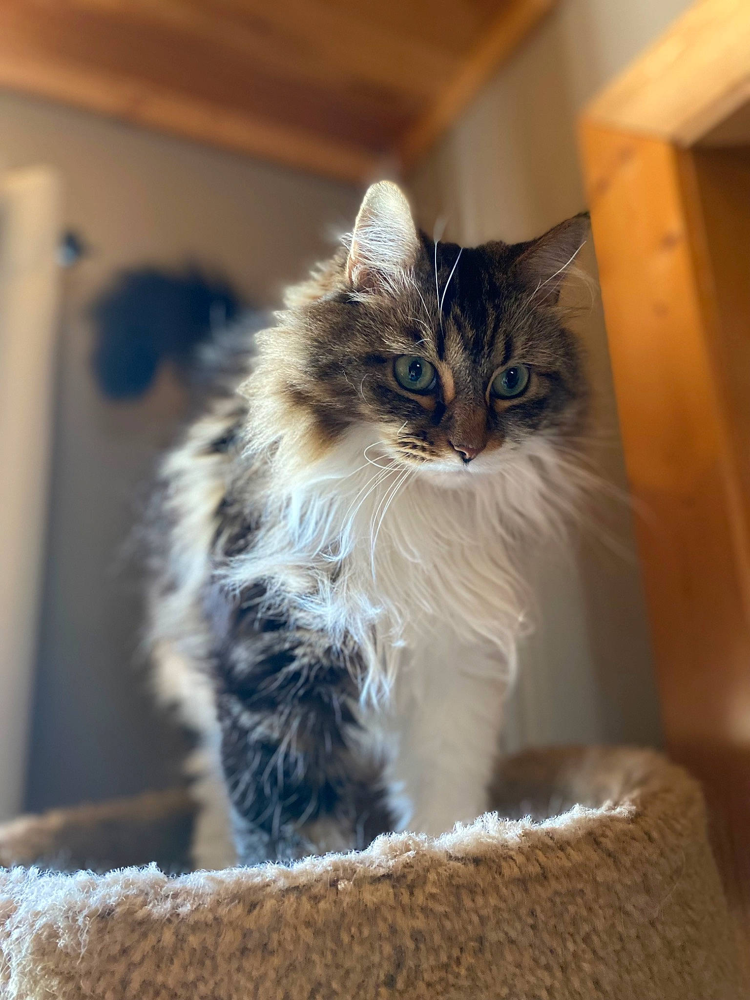 Mew joined the competition — help win amazing prizes! carnivore, cat, claw, domestic_short_haired_cat, fawn, felidae, fur, maine_coon, paw, sitting, small_to_medium_sized_cats, snout, terrestrial_animal, tree, whiskers, window, wood
