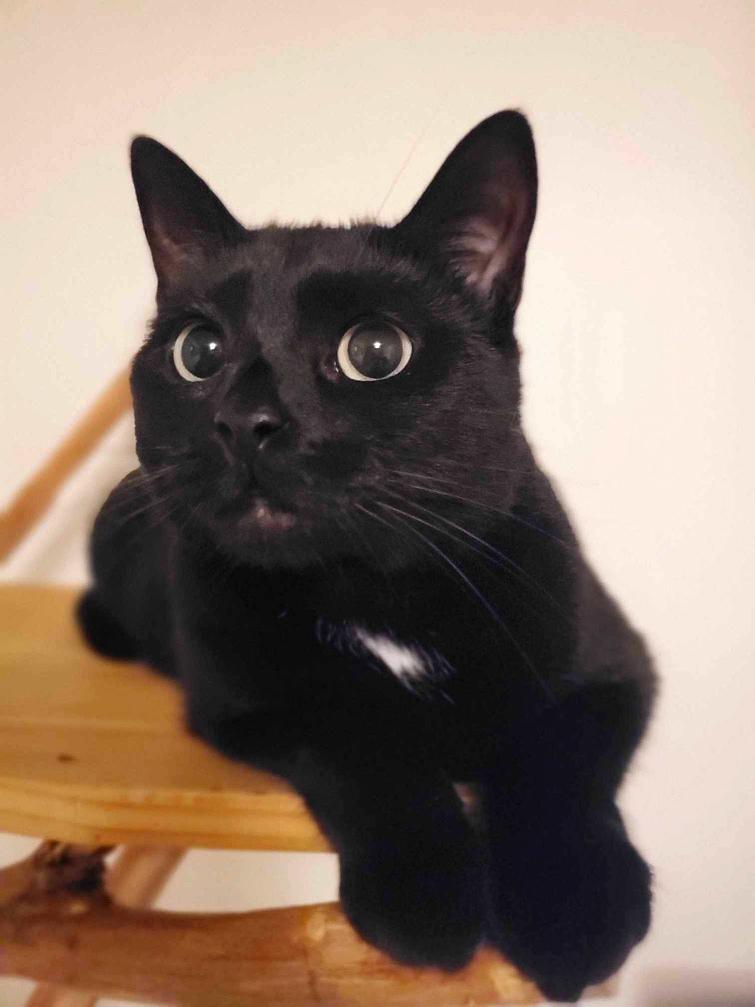 Baguerra a rejoint le concours — aidez-le/la à gagner de superbes lots ! black_cat, bombay, carnivore, cat, chair, claw, domestic_short_haired_cat, felidae, fur, hardwood, small_to_medium_sized_cats, snout, tail, terrestrial_animal, whiskers, wood