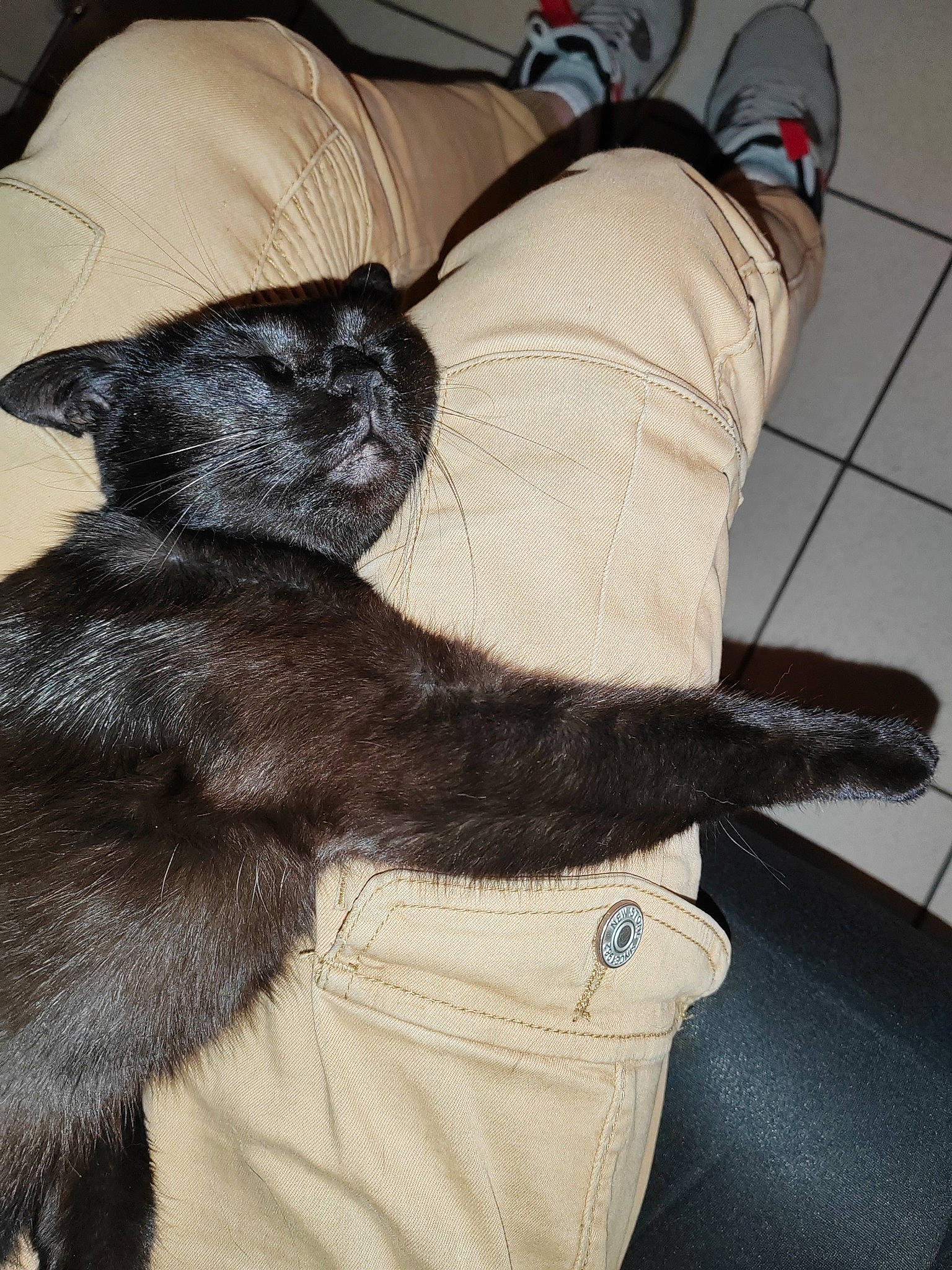 Baguerra participe au concours pour gagner de l'argent avec cette photo : black_cat, claw, comfort, companion_dog, dog_breed, fashion_accessory, felidae, foot, fur, gesture, grey, human_leg, knee, mammal, natural_material, paw, small_to_medium_sized_cats, tail, thigh, whiskers