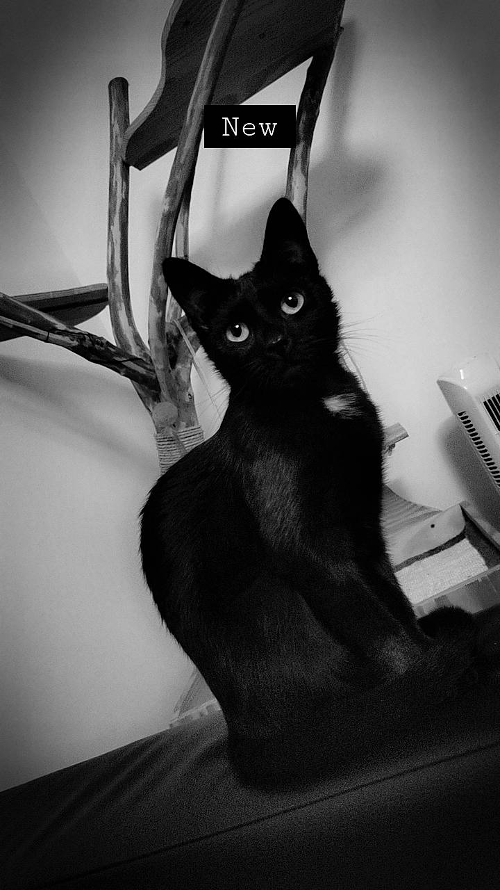 Baguerra a rejoint le concours — aidez-le/la à gagner de superbes lots ! black_and_white, black_cat, bombay, carnivore, cat, comfort, computer_keyboard, domestic_short_haired_cat, eye, felidae, fur, head, human_body, monochrome, monochrome_photography, small_to_medium_sized_cats, snout, style, tail, whiskers