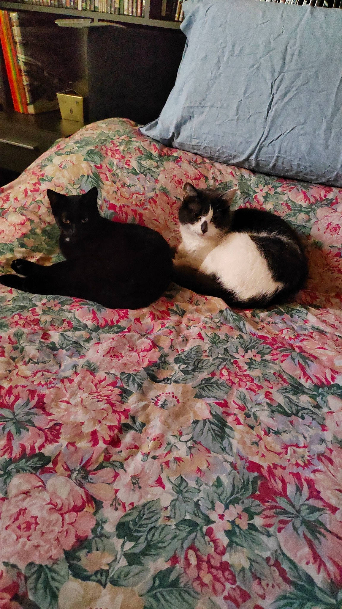 Bernie a rejoint le concours — aidez-le/la à gagner de superbes lots ! carnivore, cat, comfort, domestic_short_haired_cat, felidae, fire_extinguisher, flooring, fur, grass, grey, groundcover, linens, mammal, pattern, room, small_to_medium_sized_cats, tail, vertebrate, whiskers, wood