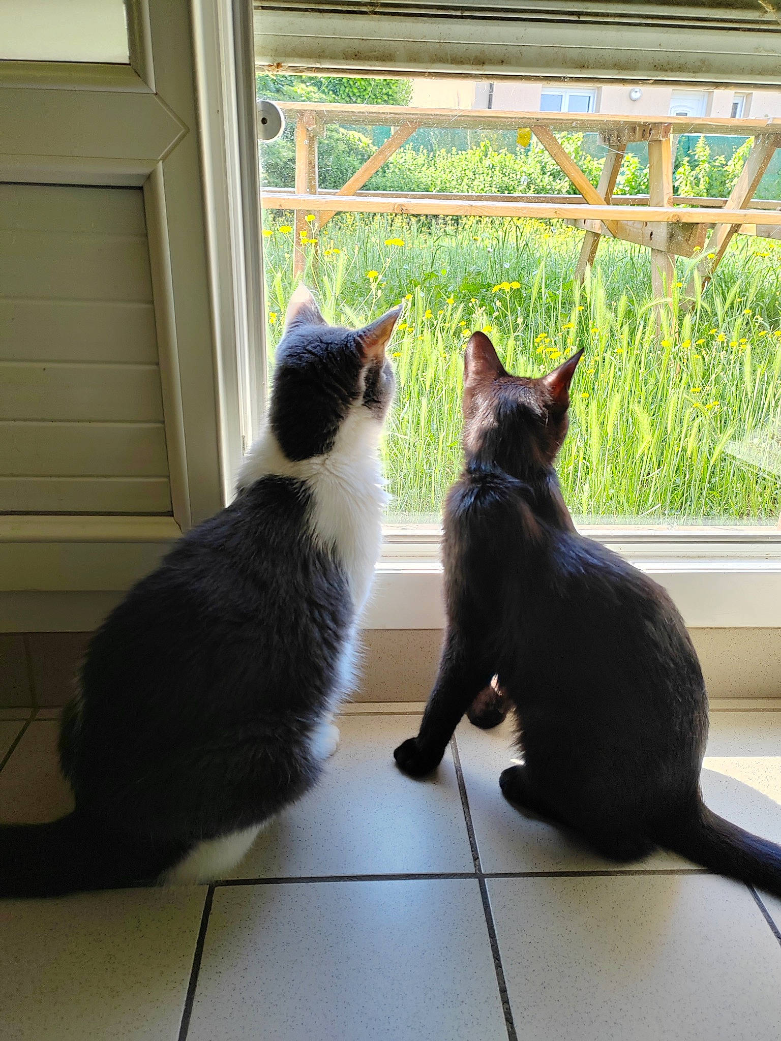 Bernie a rejoint le concours — aidez-le/la à gagner de superbes lots ! carnivore, cat, comfort, domestic_short_haired_cat, door, felidae, fixture, flooring, fur, grass, plant, shade, shadow, small_to_medium_sized_cats, snout, tail, tints_and_shades, tree, whiskers, window