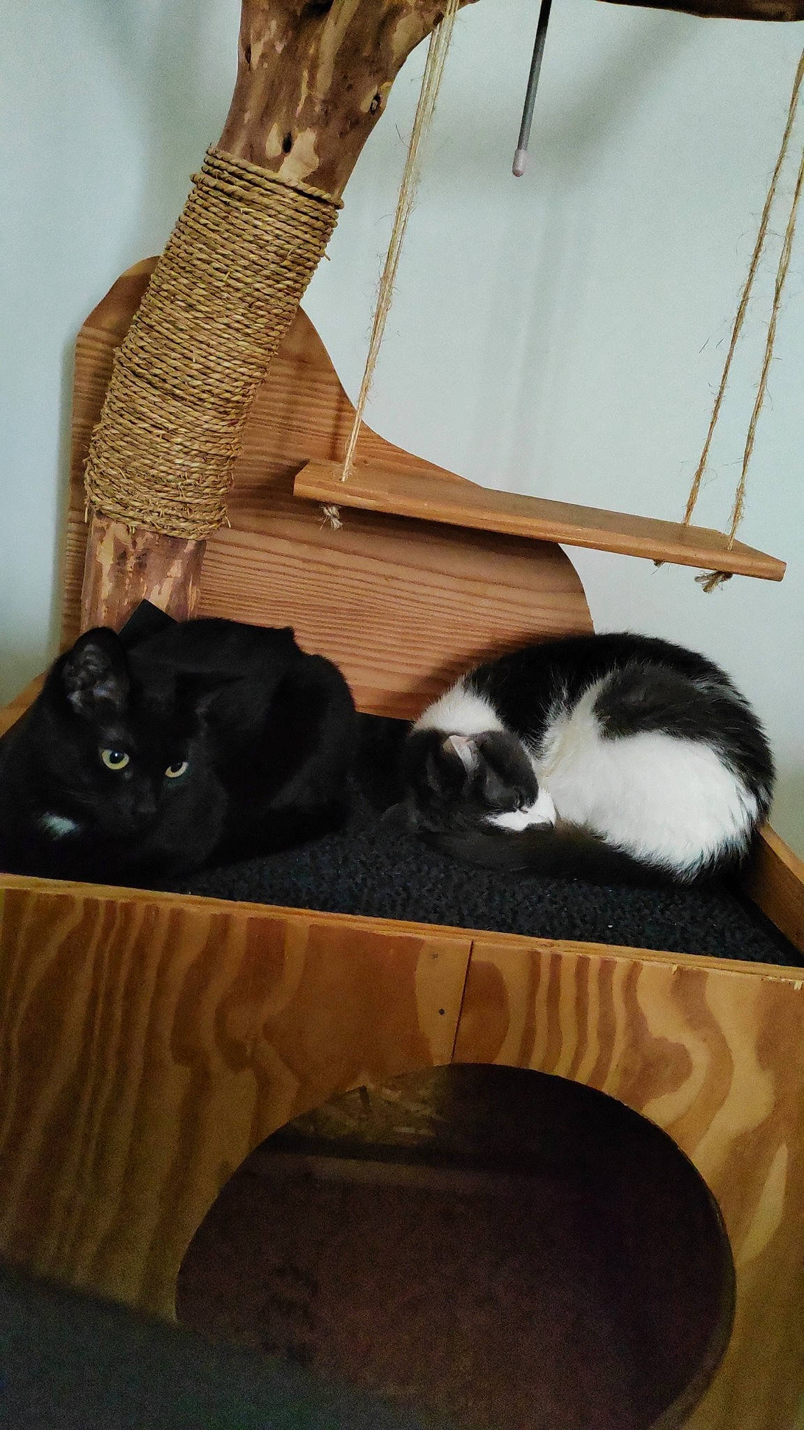 Bernie a rejoint le concours — aidez-le/la à gagner de superbes lots ! bag, black, carnivore, cat, cat_supply, chair, comfort, domestic_short_haired_cat, felidae, flooring, fur, hardwood, mammal, pet_supply, room, small_to_medium_sized_cats, table, tail, whiskers, wood