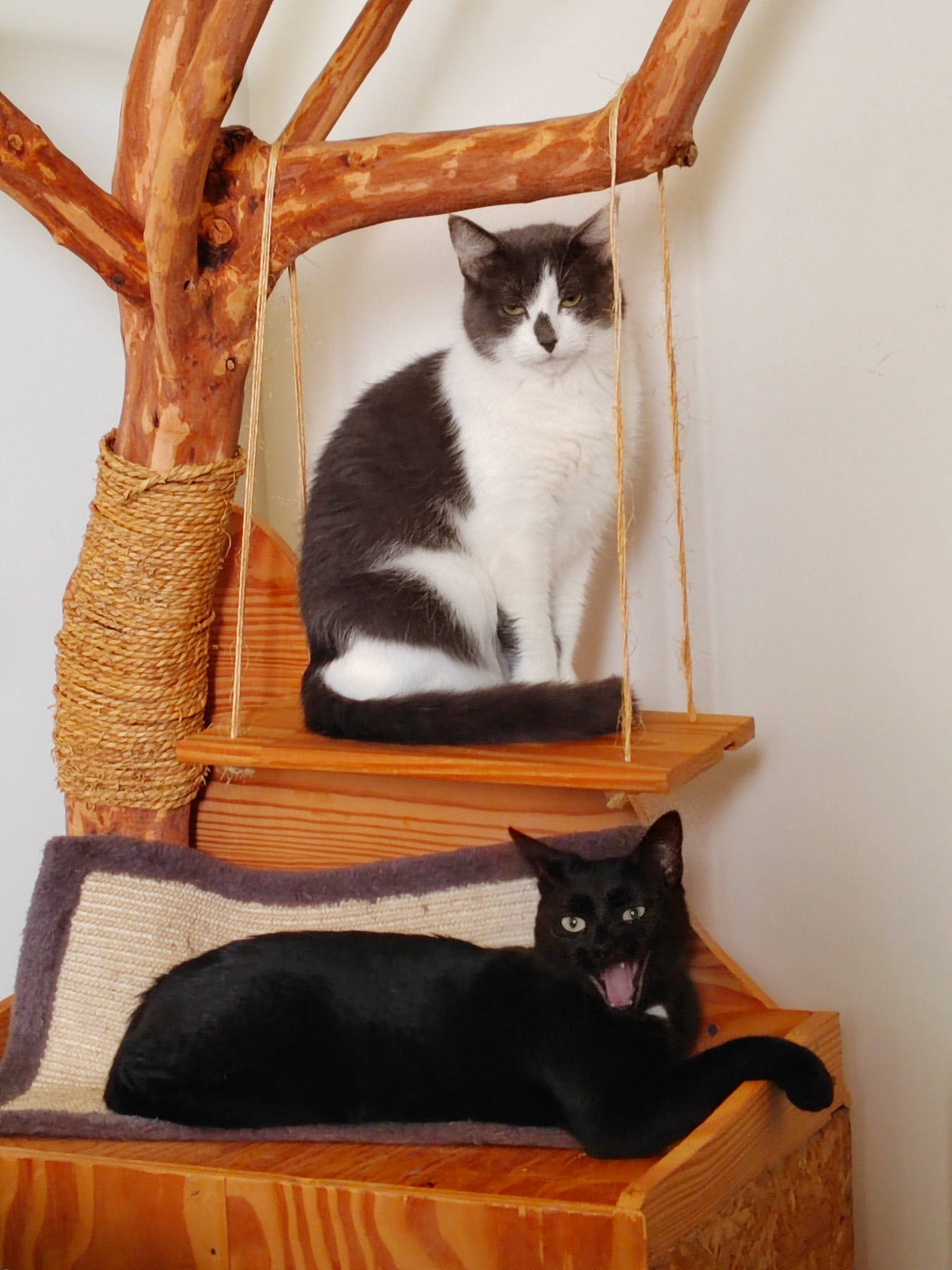 Bernie a rejoint le concours — aidez-le/la à gagner de superbes lots ! carnivore, cat, cat_supply, chair, comfort, felidae, fur, hardwood, mammal, pet_supply, plant, shelf, shelving, small_to_medium_sized_cats, stairs, tail, vertebrate, whiskers, white, wood